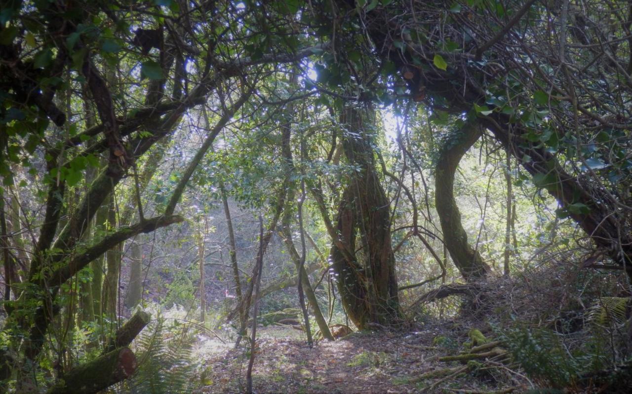 Green Man Yurt Penela Zewnętrze zdjęcie
